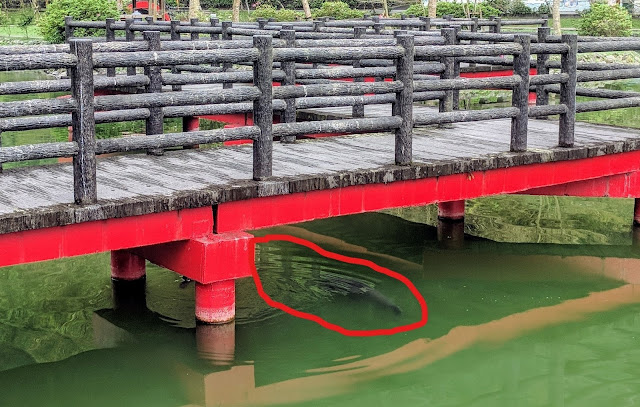 [宜蘭·員山景點] 望龍埤(免門票) - 環湖步道&飛龍步道