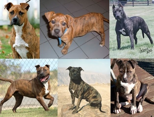 Tigrado (brindle)