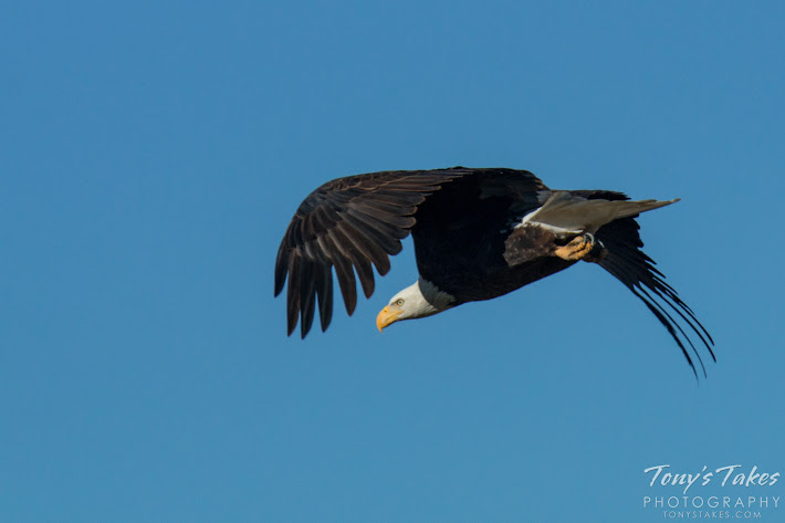 Bald Eagle male takes flight. 5 of 6. (© Tony’s Takes)