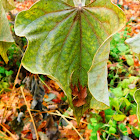 Redbud (Tree)