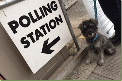 Otto-the-dog-at-a-voting-station-in-George-Road-Stockland-Green