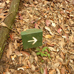 Small timber track marker on the Pines Circuit Walk in the Watagans (322289)