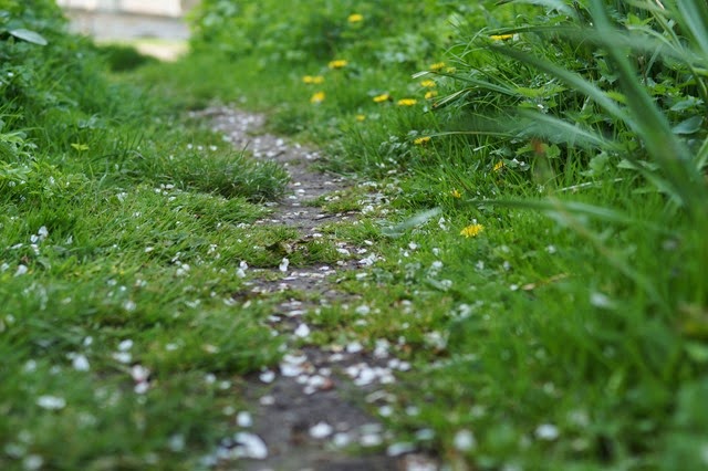 spring flowers and ducks