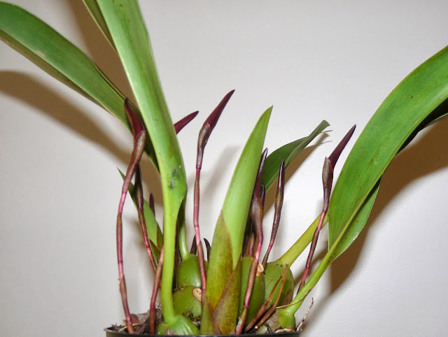 Maxillaria calantha P1370008