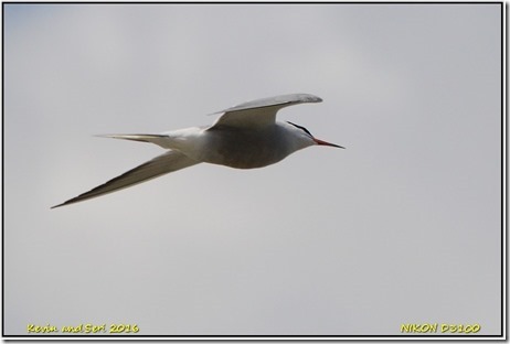 Farmoor Reservoir - April