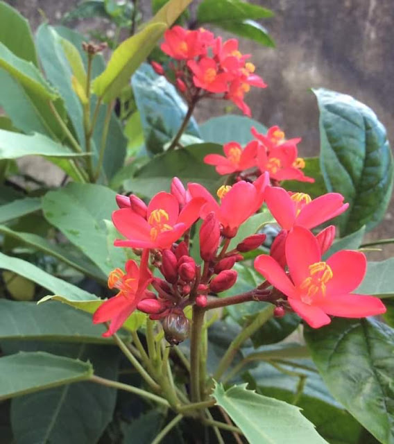 Jatropha integerrima    Jacq.Family: Euphorbiaceae Trivandrum Kerala India