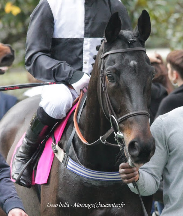 Photos Auteuil 7-11-2015 (48h de l'obstacle) IMG_6424