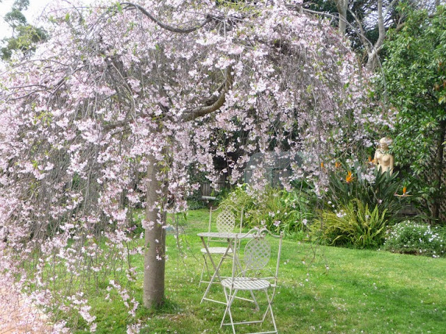 Can any wiki members identify this beautiful flowering tree please?