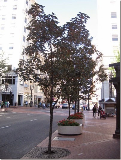 IMG_3509 Wine Sycamore Maple Trees at Pioneer Courthouse Square in Portland, Oregon on September 7, 2008