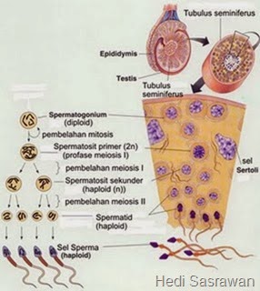 proses spermatogenesis