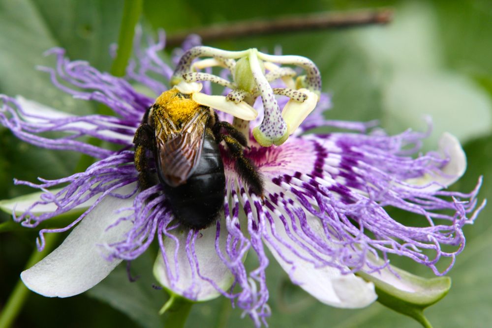 파일:external/blog.chestnutherbs.com/passiflora-incarnata-flower.jpg