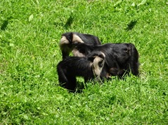 201506.21-054 macaques ouanderou