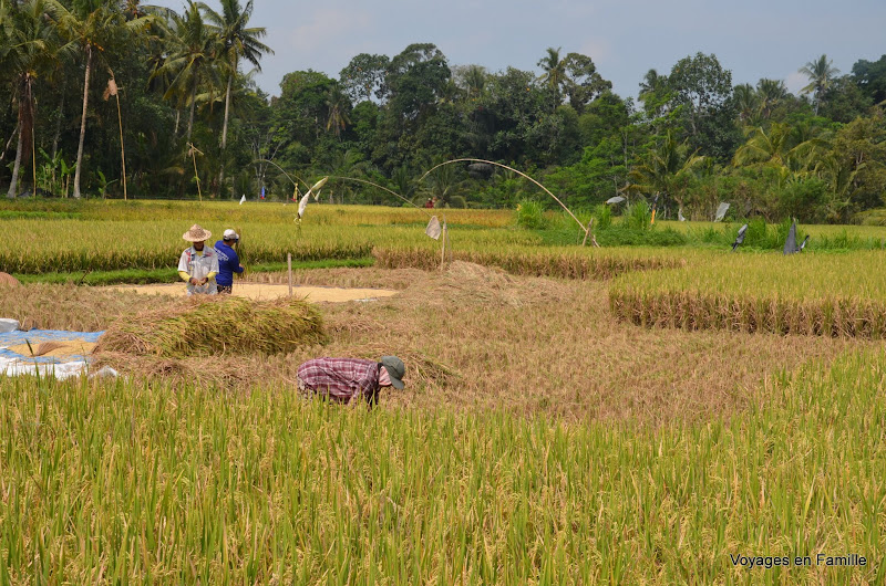 Rice fields