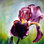 Iris pastel sec, 16  x 12 po.