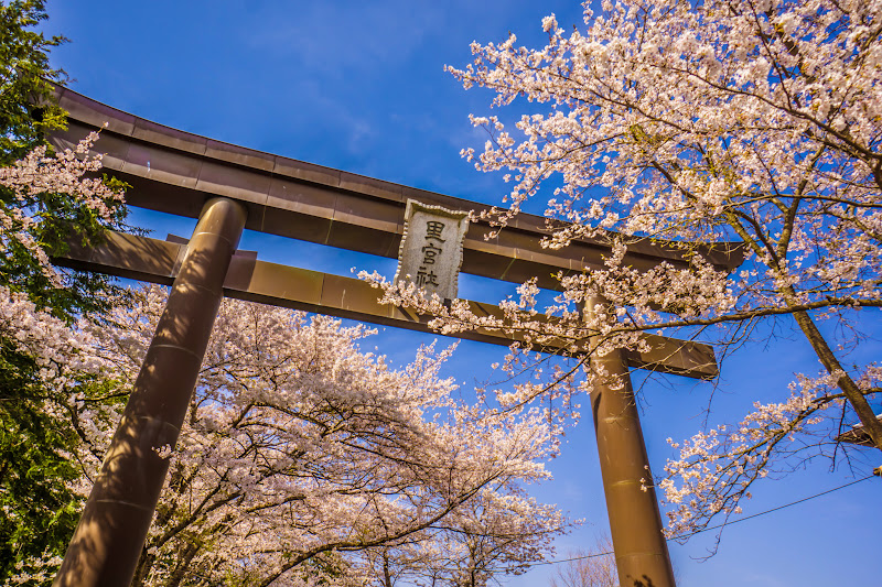 富士御室浅間神社 桜 写真7