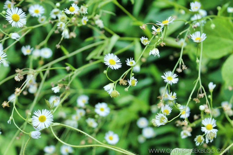 Tiny flowers