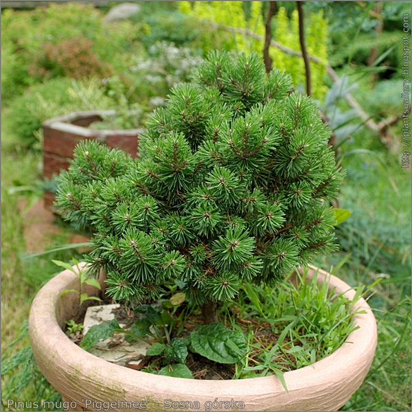 Pinus mugo 'Piggelmee' habit - Sosna górska 'Piggelmee' pokrój