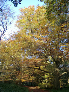 CIMG0997 Autumn colours, Banstead Wood