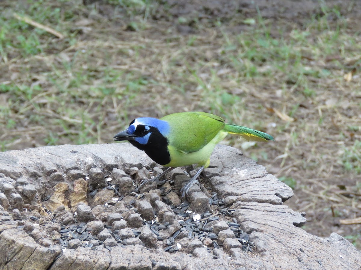 Green Jay