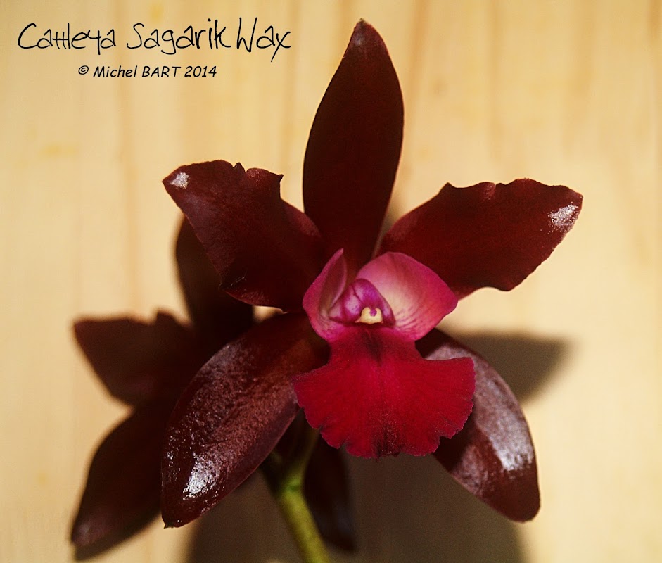 Cattlianthe Sagarik Wax Cattleya_SagarikWax