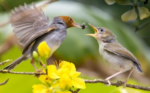 Parental Provision The Common Tailorbird Preview 1