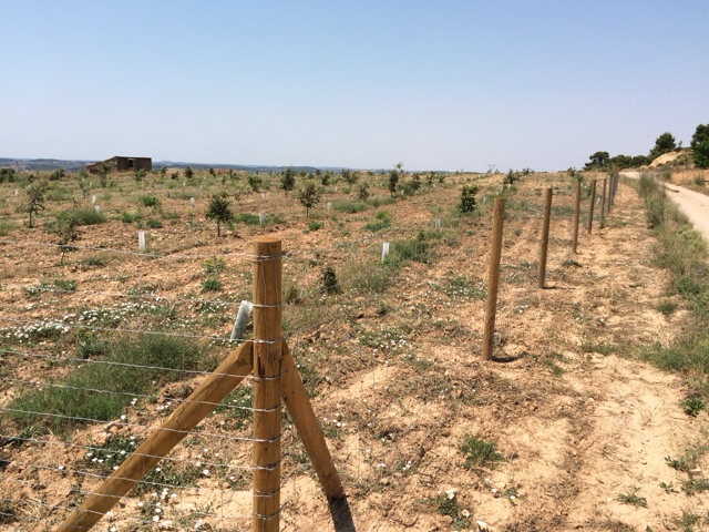 Ayudas plantaciones truferas en Cataluña - Micofora