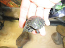 Tortues SAM_0788