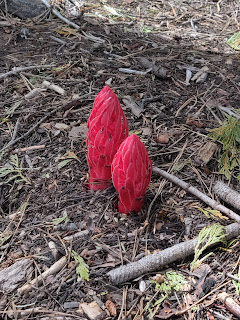 And the snow plants were out in force ©http://backpackthesierra.com