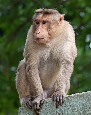 Shock the monkey! Japan uses primates as radiation detectors