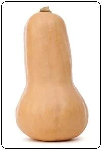 isolated butternut squash