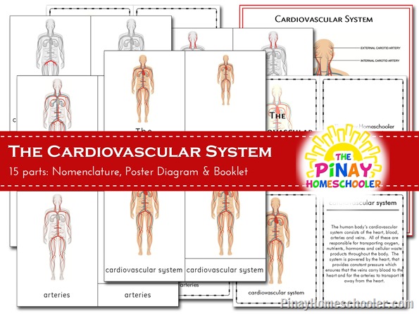 Cardiovascular System