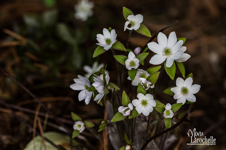 Hepatica americana Hepatica-americana-140514-62rm