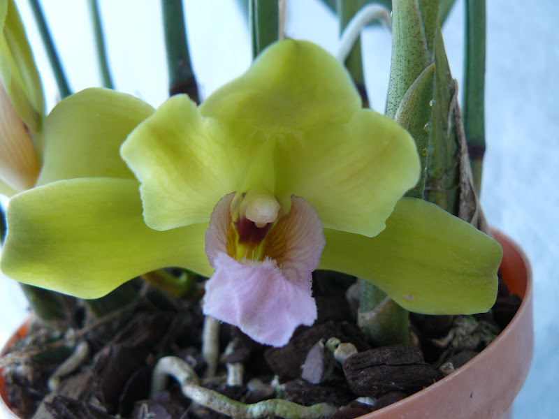 Bifrenaria inodora P1050618