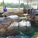 outdoor aquarium at the Shinagawa Aquarium in Shinagawa, Japan 