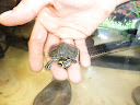 Tortues SAM_0790