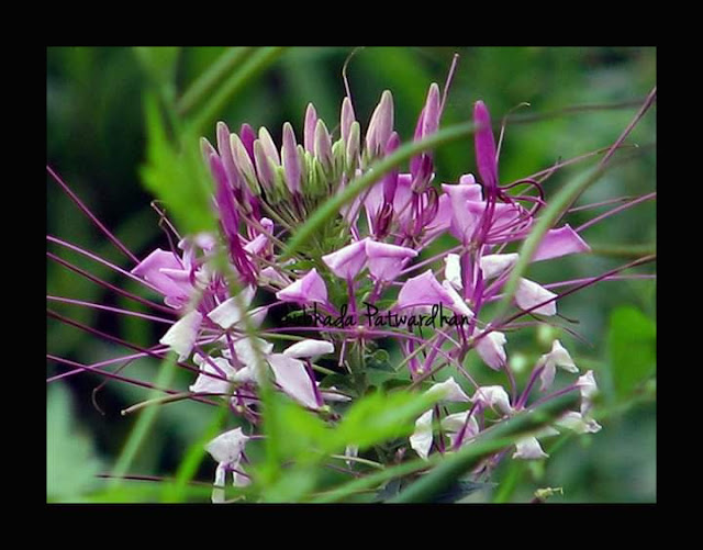 Spider Flower,  Tarenaya hassleriana, Cleome hassleriana, Assam India