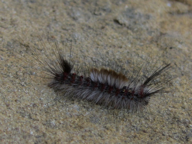 caterpillar with tufts of fur to look like ears and thicken just the middle of the back