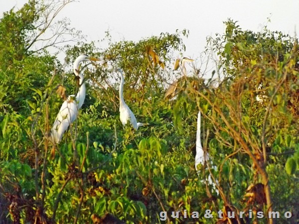 Passeio pelo Rio Cuiabá