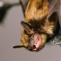 Little brown bat