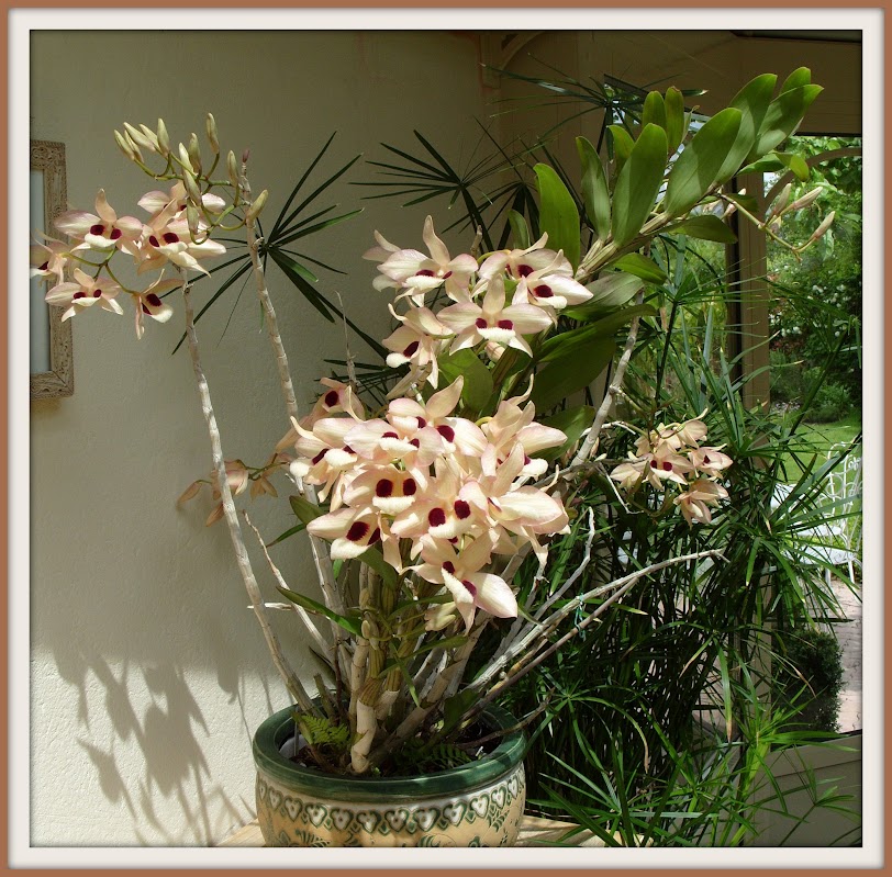 Dendrobium pulchellum S1053246