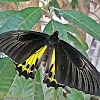 Common Birdwing