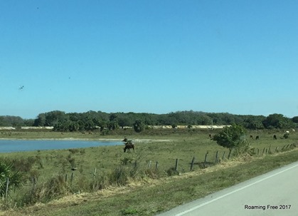 Cattle Farms