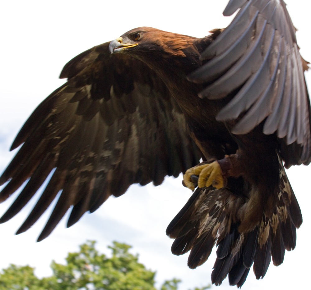 파일:external/upload.wikimedia.org/Golden_Eagle_in_flight_-_5.jpg