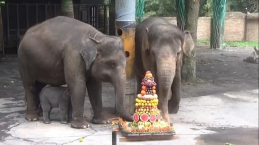 Bayi Gajah Betina Lahir di Batu Secret Zoo, Diberi Nama Diah