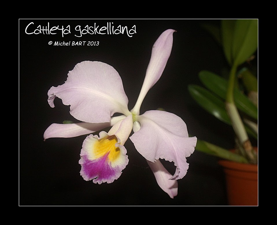 Cattleya gaskelliana Cattleya_gaskelliana