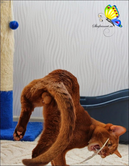 abyssinian cat funny