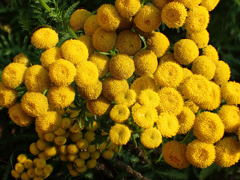 Tansy