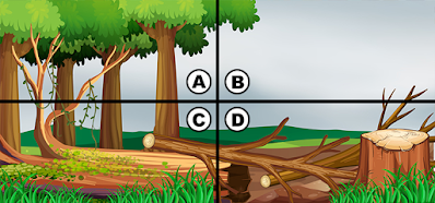 Spot The Turkey Quiz Answers - Quiz Diva 100% Score