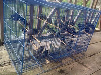 penjual burung (Andry Bird Shop Panjalu)