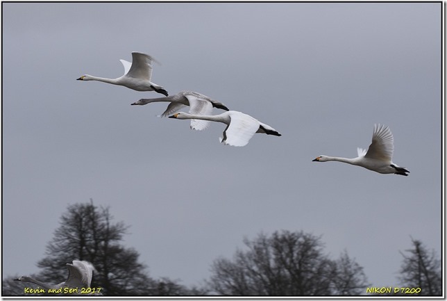 Slimbridge WWT - December